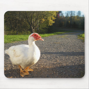 White Muscovy duck drake Mouse Mat