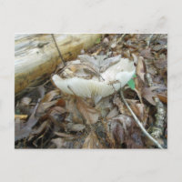 White Mushroom Coordinating Items