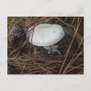 White Mushroom OBX Postcard
