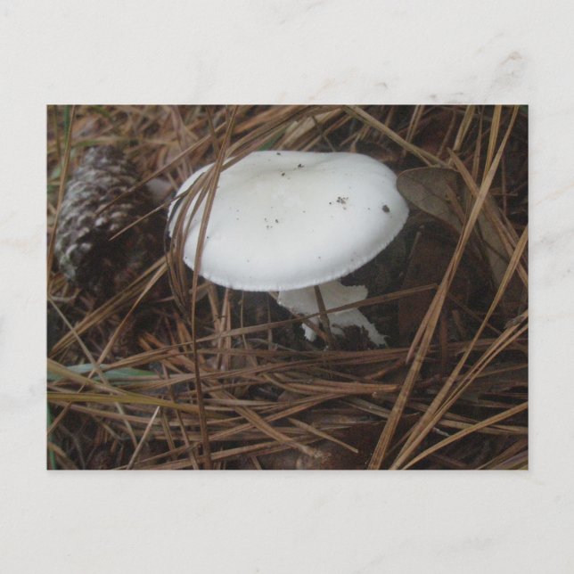 White Mushroom OBX Postcard (Front)