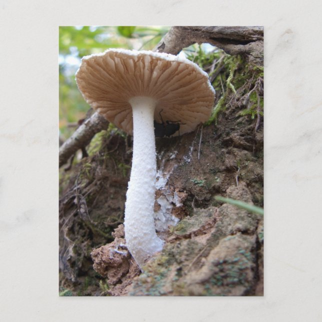 White Mushroom Postcard (Front)