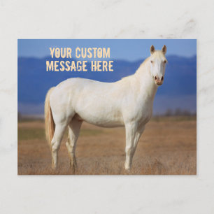 White Mustang Horse Postcard