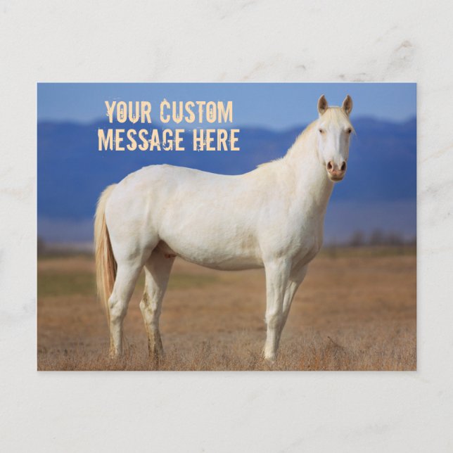 White Mustang Horse Postcard (Front)