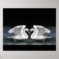 White Mute Swan Mirror Image