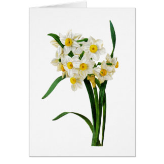 White Narcissus by Pierre-Joseph Redoute