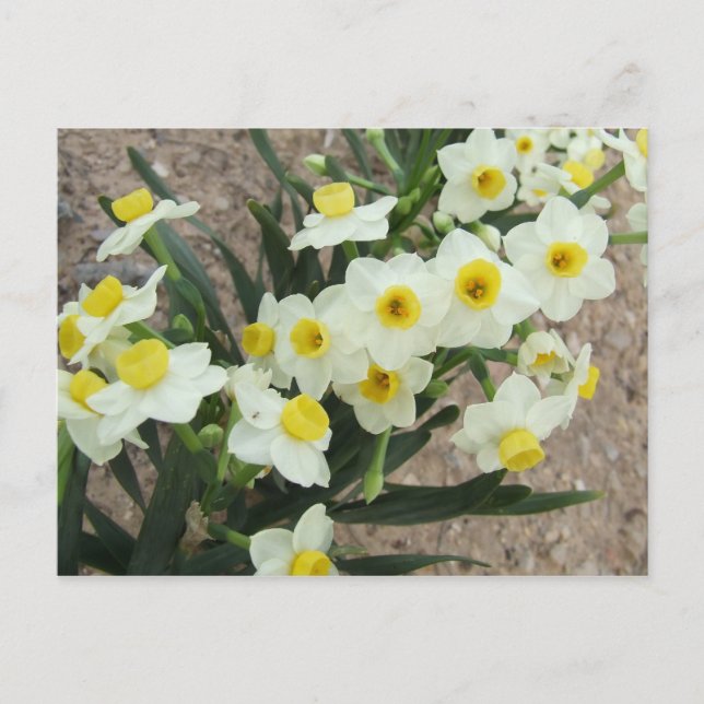 White Narcissus Flowers Postcard (Front)