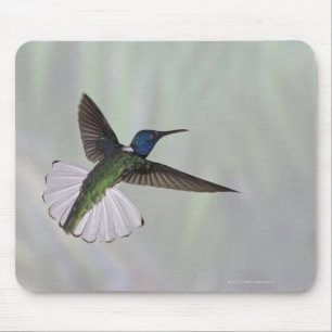White-necked Jacobin Florisuga melivora Costa 2 Mouse Mat