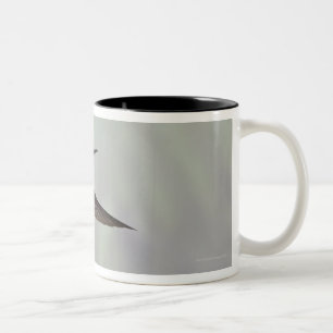 White-necked Jacobin Florisuga melivora Costa 2 Two-Tone Coffee Mug