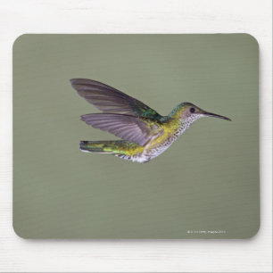 White-necked Jacobin Florisuga melivora Costa Mouse Mat