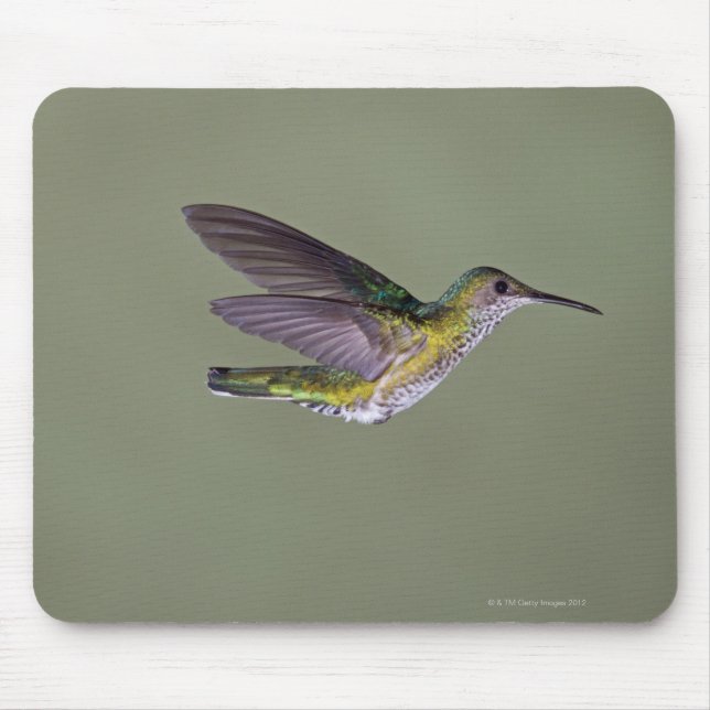 White-necked Jacobin Florisuga melivora Costa Mouse Mat (Front)