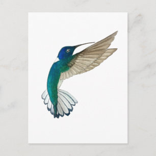 White-necked Jacobin Hummingbird Postcard