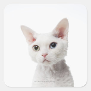 White odd-eyed cat 2 square sticker