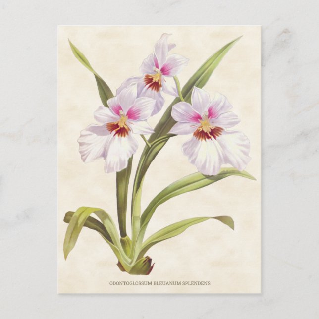 White Odontoglossum Orchid Vintage Botanical Postcard (Front)