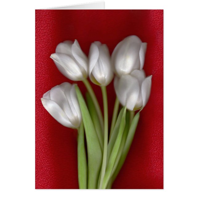 White on Red (Front)