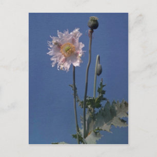 white Opium Poppy (Papaver Somniferum) flowers Postcard