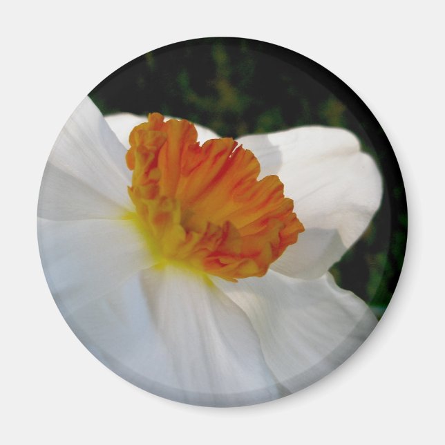 White Orange Narcissus Magnet (Front)