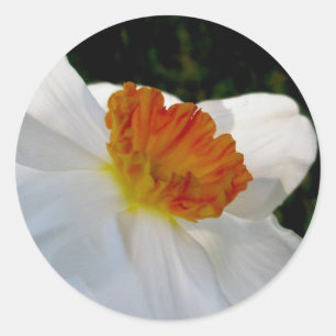White Orange Narcissus Stickers