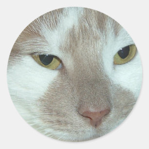 White & Orange Tabby Classic Round Sticker