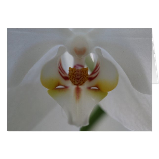 White Orchid (Front Horizontal)