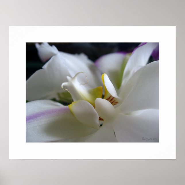 White Orchid 8 Phalaenopsis Poster Art Print (Front)