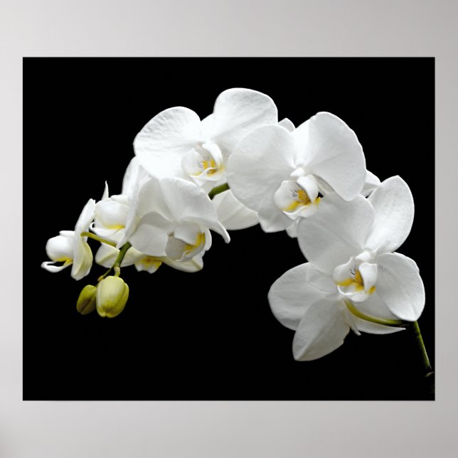White Orchid Blossom Poster (Front)