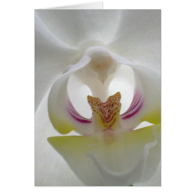 White Orchid Card (Front)