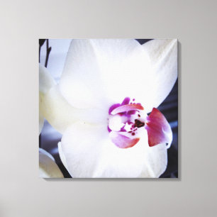 White Orchid Floral Canvas Print