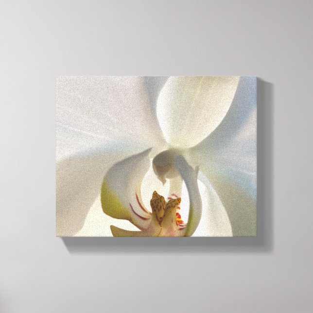 White Orchid Flower Blossom Canvas Print (Front)