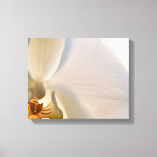 White Orchid Flower Close Up Canvas Print