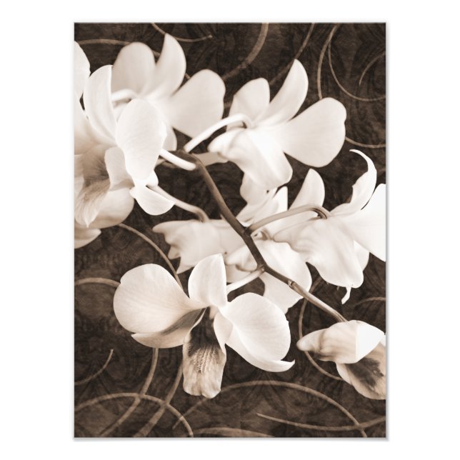 White Orchid Flower Sepia Black Background floral Photo Print (Front)