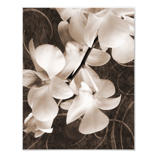 White Orchid Flower Sepia Black Background floral Photo Print (Front)