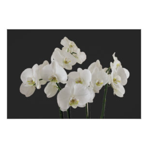White Orchid Flowers Poster