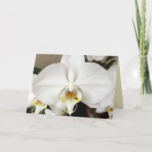 White Orchid Greeting Card