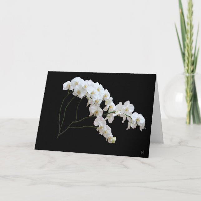 White Orchid Greeting Cards (Front)
