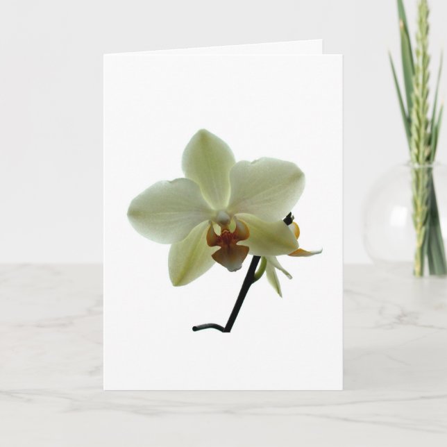White Orchid Holiday Card (Front)