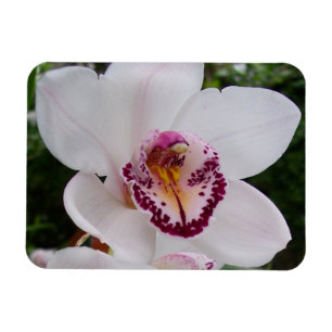 White Orchid I Beautiful Tropical Flower Magnet