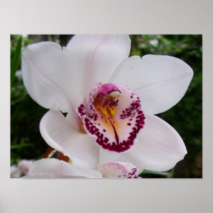 White Orchid I Beautiful Tropical Flower Poster