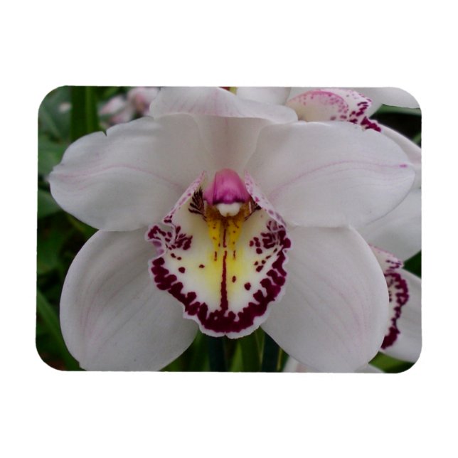 White Orchid II Elegant Floral Magnet (Horizontal)