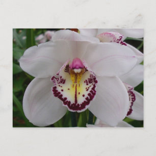 White Orchid II Elegant Floral Postcard