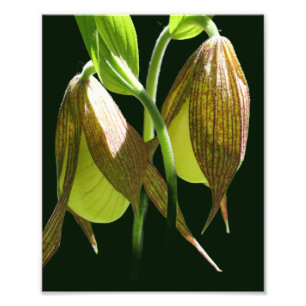 White Orchid Lady Slipper Flower Pair 8x10 Photo Print