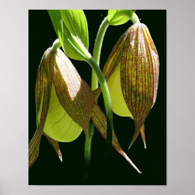 White Orchid Lady Slipper Flower Pair  Poster (Front)