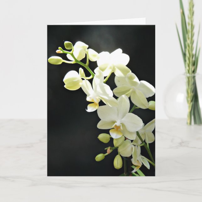 White orchid on black  Birthday Card (Front)