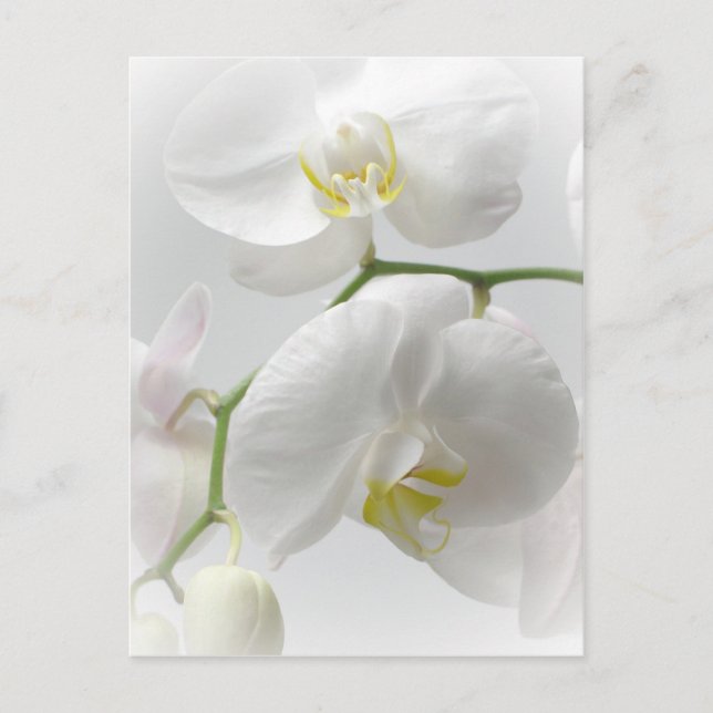 White Orchid Postcard (Front)