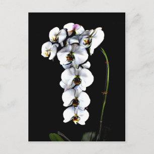 White Orchid Postcard