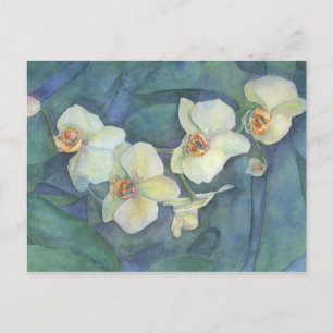 White orchid postcard