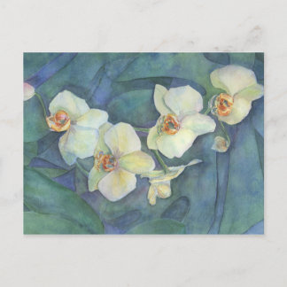 White orchid postcard