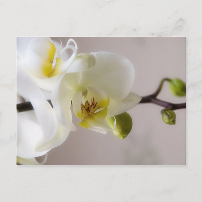 White Orchid • Postcard (Front)