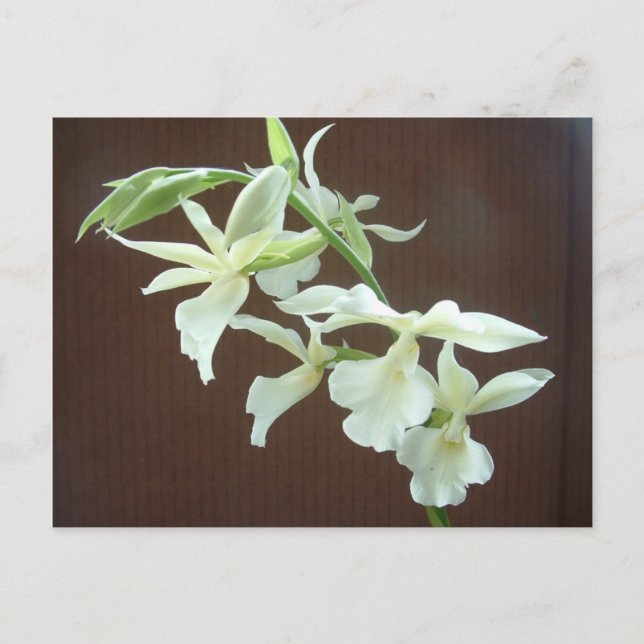 White Orchid Postcard (Front)