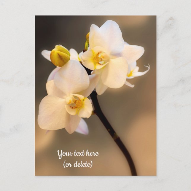 White Orchid Postcard (Front)