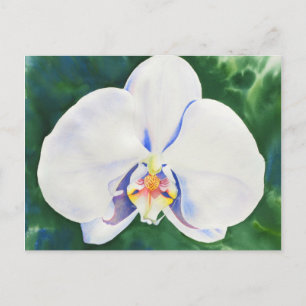 White Orchid Postcard